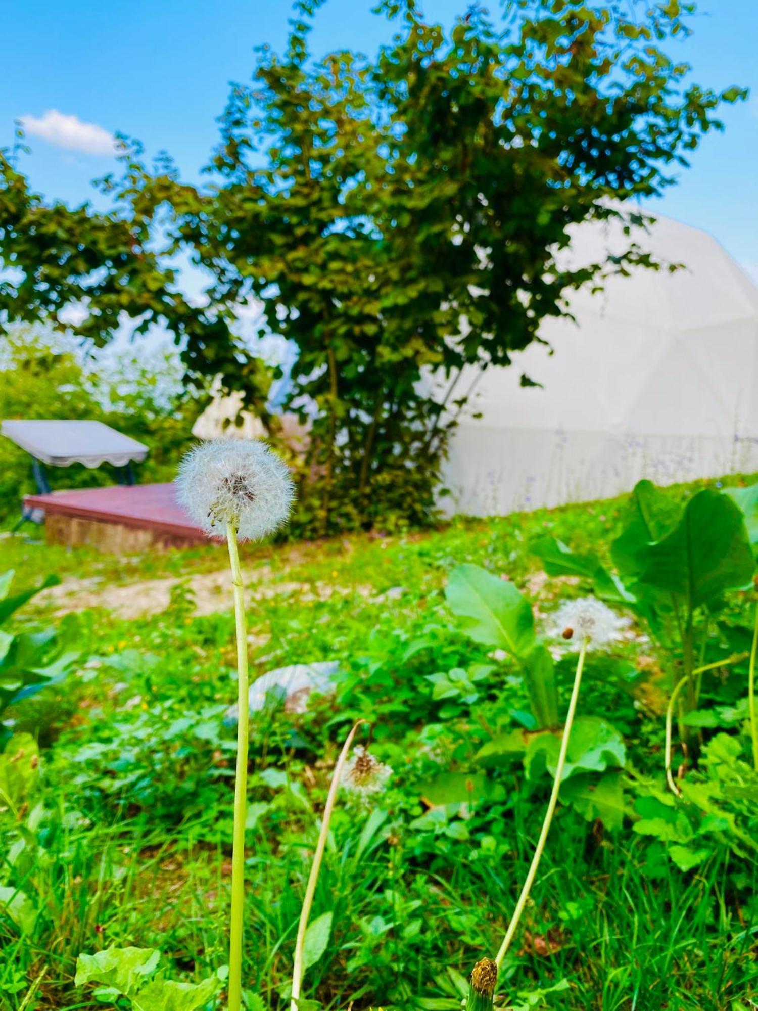 Phalesia Glamping Otel Sapanca Kültér fotó